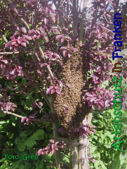 Copyright AiS Greb Bild zum Eintrag (66483-160)