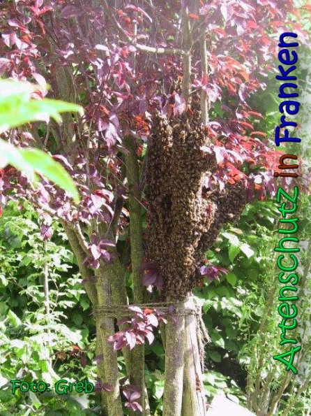 Copyright AiS Greb Bild zum Eintrag (66484-160)