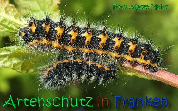Copyright AiS Albert Meier Bild zum Eintrag (66547-160)