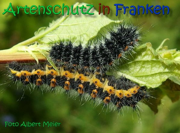 Copyright AiS Albert Meier Bild zum Eintrag (66548-160)