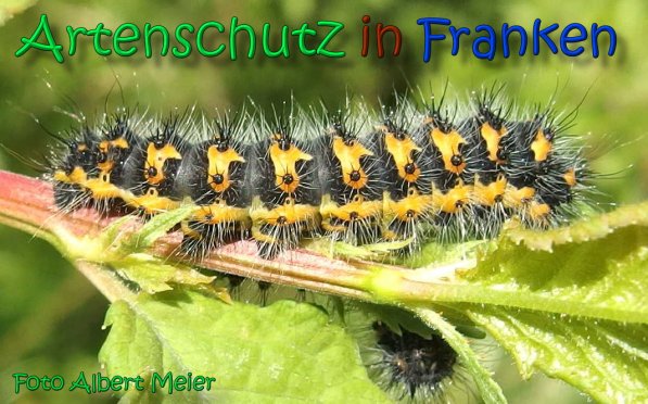 Copyright AiS Albert Meier Bild zum Eintrag (66552-160)