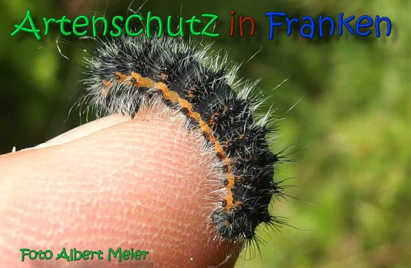 Copyright AiS Albert Meier Bild zum Eintrag (66553-160)