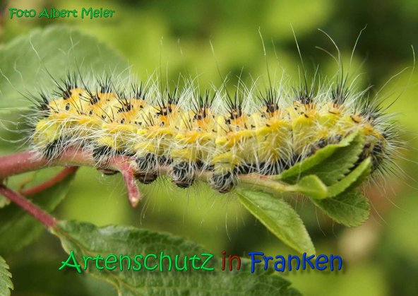Copyright AiS Albert Meier Bild zum Eintrag (66555-160)