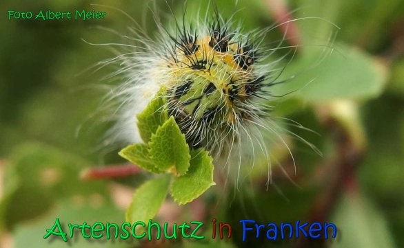 Copyright AiS Albert Meier Bild zum Eintrag (66556-160)