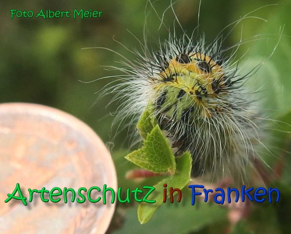 Copyright AiS Albert Meier Bild zum Eintrag (66557-160)