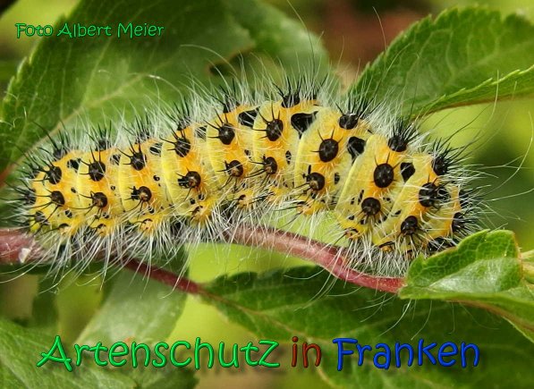 Copyright AiS Albert Meier Bild zum Eintrag (66560-160)