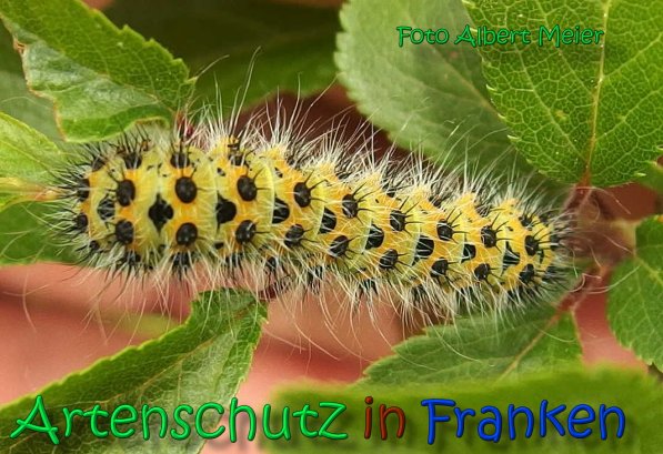 Copyright AiS Albert Meier Bild zum Eintrag (66561-160)
