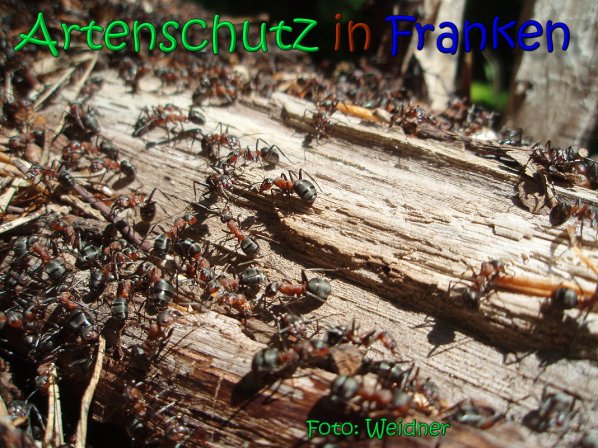 Copyright AiS Klaus Weidner Bild zum Eintrag (66579-160)
