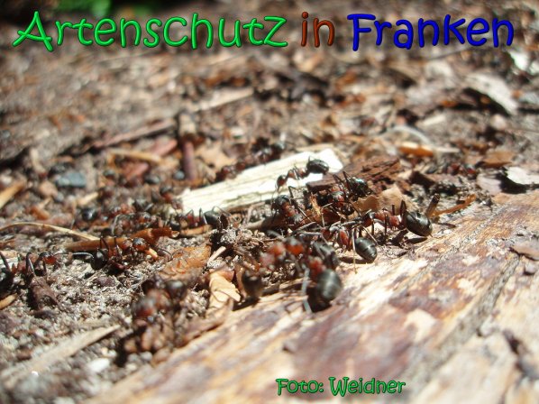 Copyright AiS Klaus Weidner Bild zum Eintrag (66580-160)