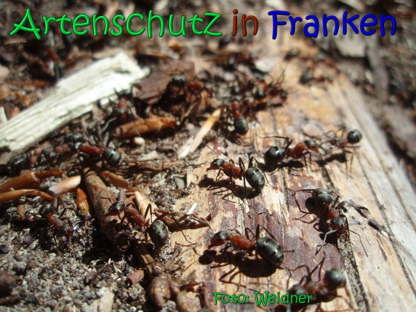 Copyright AiS Klaus Weidner Bild zum Eintrag (66582-160)