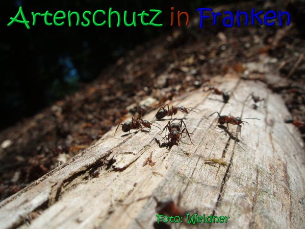 Copyright AiS Klaus Weidner Bild zum Eintrag (66583-160)