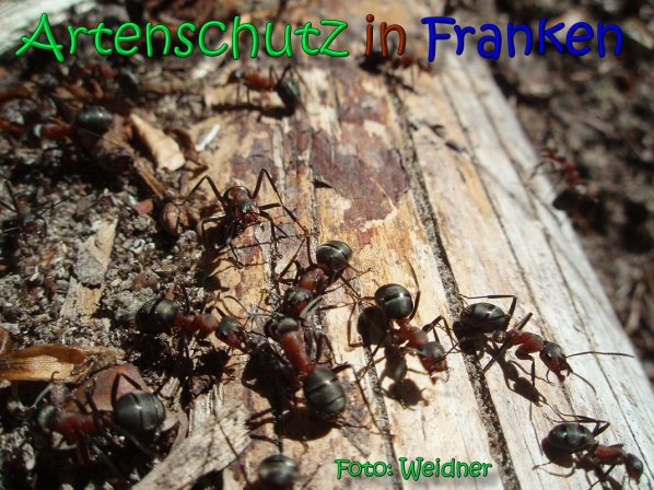 Copyright AiS Albert Meier Bild zum Eintrag (66584-160)