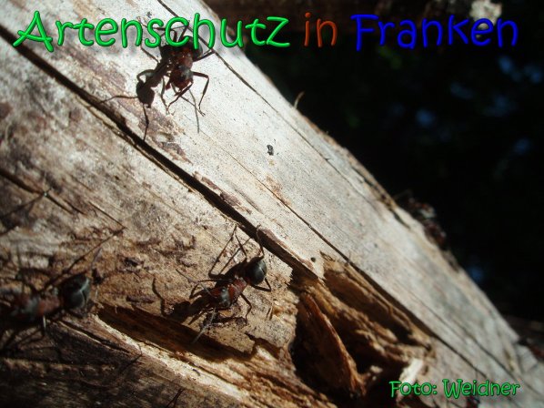 Copyright AiS Klaus Weidner Bild zum Eintrag (66585-160)