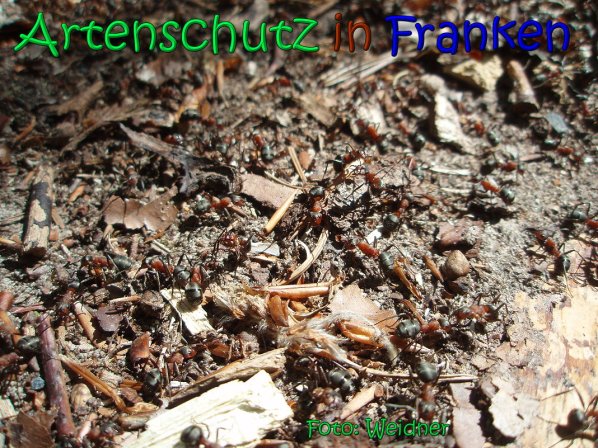Copyright AiS Klaus Weidner Bild zum Eintrag (66586-160)