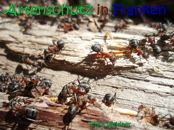 Copyright AiS Klaus Weidner Bild zum Eintrag (66587-160)