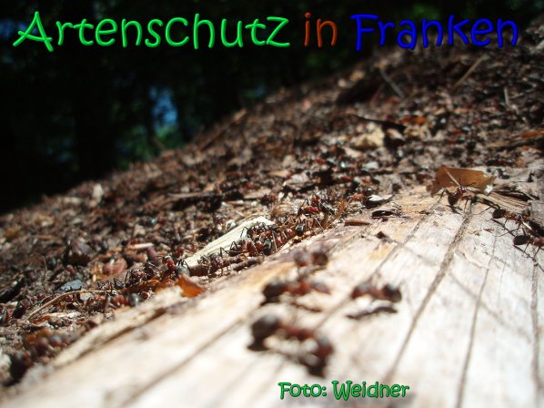 Copyright AiS Klaus Weidner Bild zum Eintrag (66588-160)