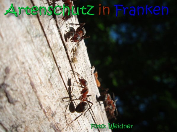 Copyright AiS Klaus Weidner Bild zum Eintrag (66589-160)