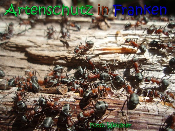 Copyright AiS Klaus Weidner Bild zum Eintrag (66593-160)