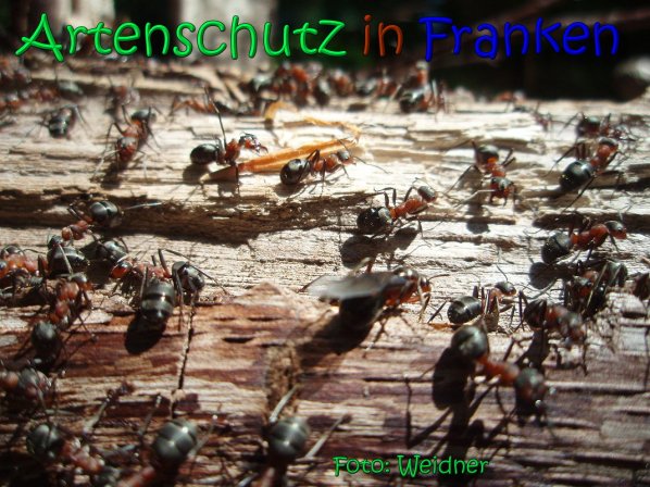 Copyright AiS Klaus Weidner Bild zum Eintrag (66596-160)