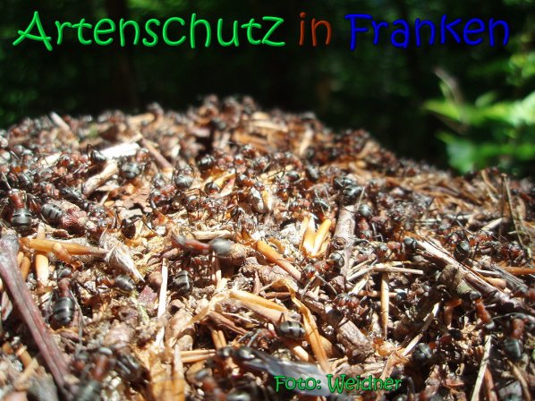 Copyright AiS Klaus Weidner Bild zum Eintrag (66597-160)