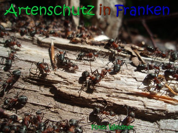 Copyright AiS Klaus Weidner Bild zum Eintrag (66598-160)