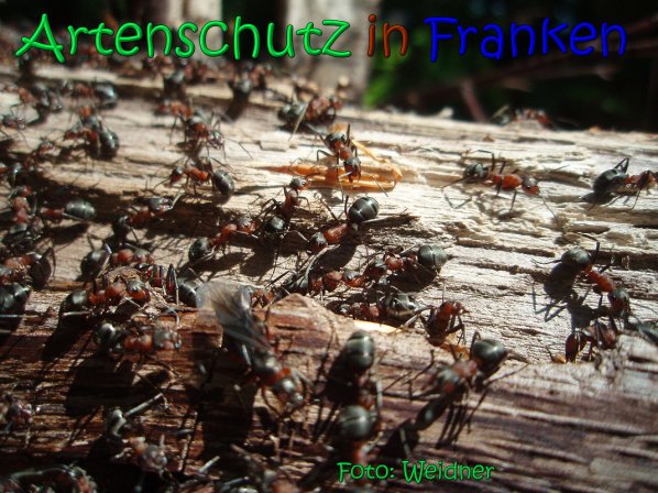 Copyright AiS Klaus Weidner Bild zum Eintrag (66599-160)