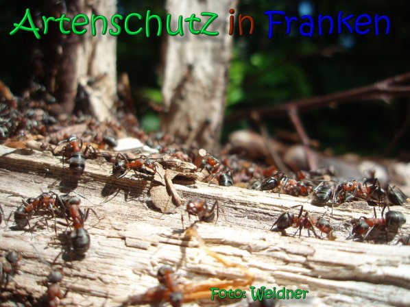 Copyright AiS Klaus Weidner Bild zum Eintrag (66600-160)