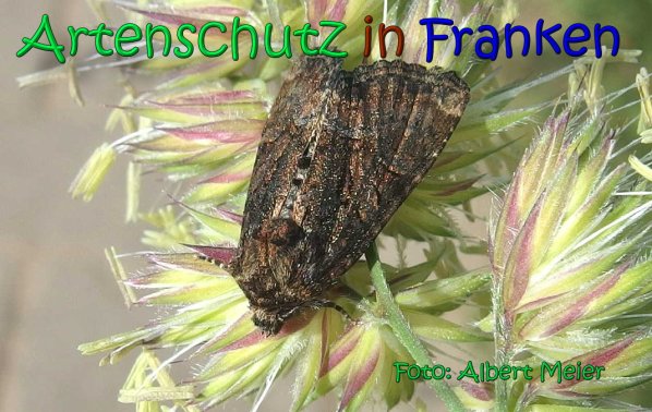 Copyright AiS Albert Meier Bild zum Eintrag (66605-160)