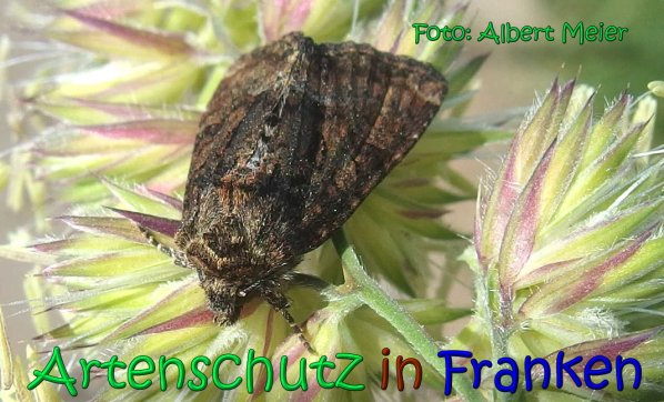 Copyright AiS Albert Meier Bild zum Eintrag (66606-160)