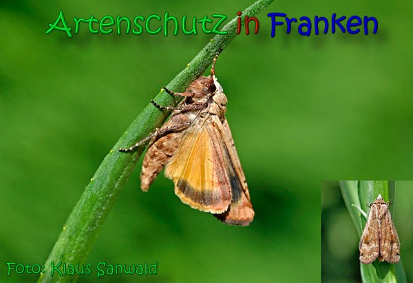 Copyright AiS Klaus Sanwald Bild zum Eintrag (66614-160)