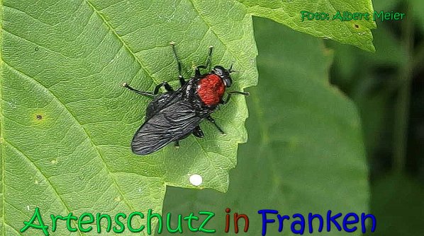 Copyright AiS Albert Meier Bild zum Eintrag (66678-160)