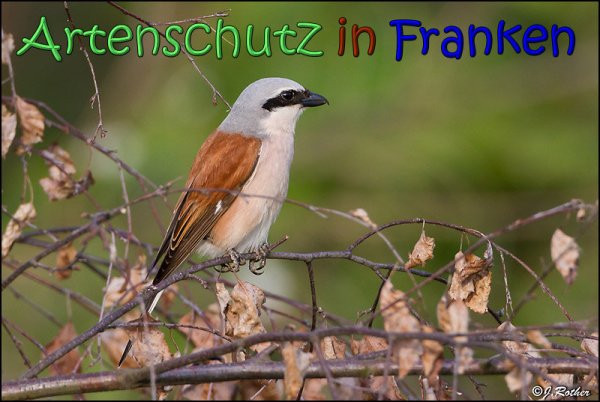 Copyright AiS Johannes Rother Bild zum Eintrag (66704-160)