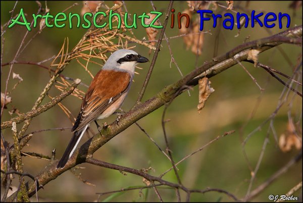 Copyright AiS Johannes Rother Bild zum Eintrag (66705-160)