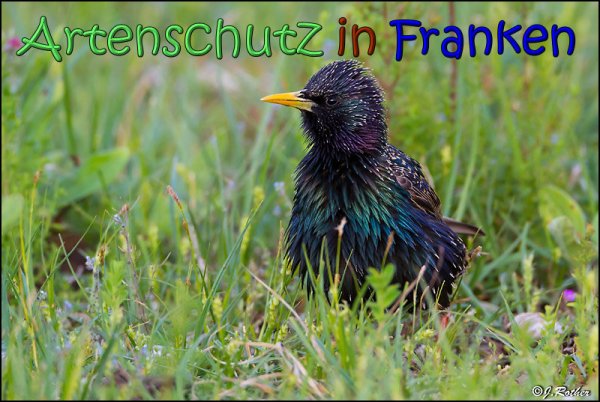 Copyright AiS Johannes Rother Bild zum Eintrag (66710-160)