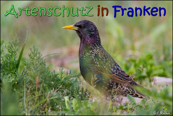 Copyright AiS Johannes Rother Bild zum Eintrag (66711-160)