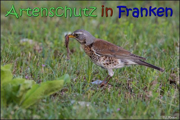 Copyright AiS Johannes Rother Bild zum Eintrag (66713-160)