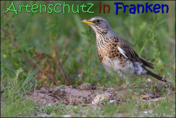 Copyright AiS Johannes Rother Bild zum Eintrag (66714-160)
