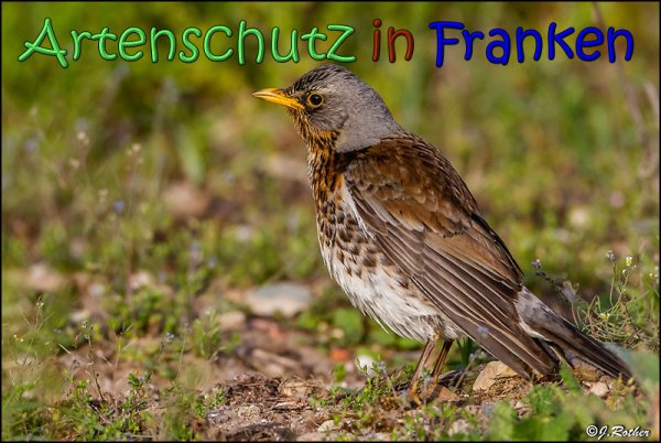 Copyright AiS Johannes Rother Bild zum Eintrag (66715-160)