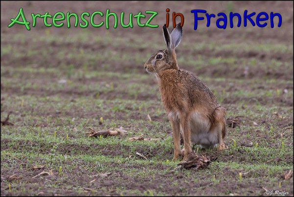 Copyright AiS Johannes Rother Bild zum Eintrag (66717-160)