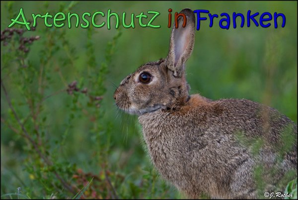 Copyright AiS Johannes Rother Bild zum Eintrag (66720-160)