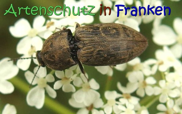 Copyright AiS Albert Meier Bild zum Eintrag (66725-160)