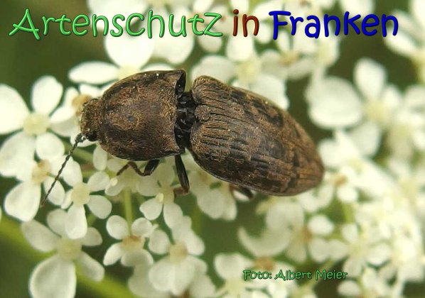 Copyright AiS Albert Meier Bild zum Eintrag (66727-160)