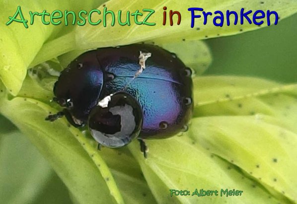Copyright AiS Albert Meier Bild zum Eintrag (66732-160)