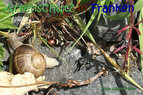 Copyright AiS Albert Meier Bild zum Eintrag (66737-160)