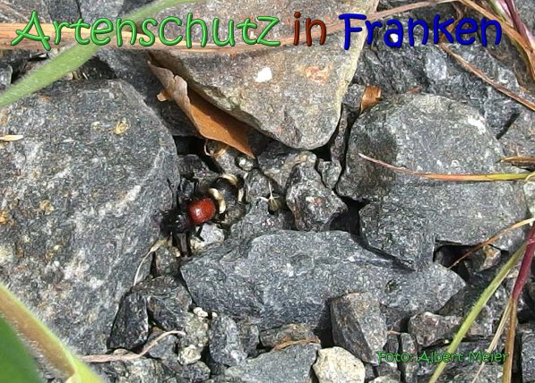 Copyright AiS Albert Meier Bild zum Eintrag (66738-160)