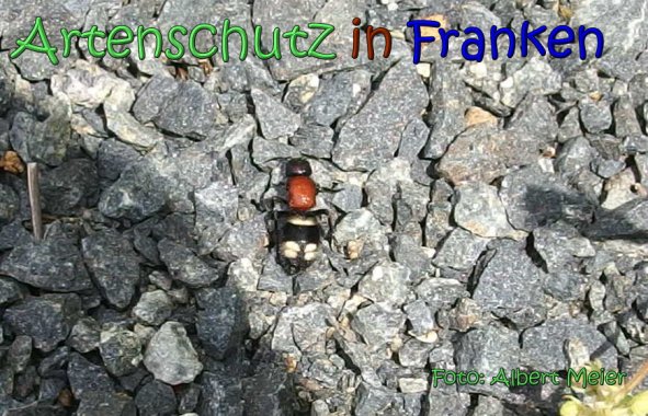 Copyright AiS Albert Meier Bild zum Eintrag (66741-160)