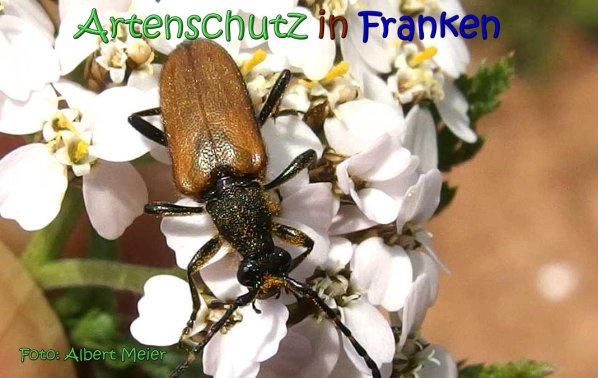 Copyright AiS Albert Meier Bild zum Eintrag (66745-160)