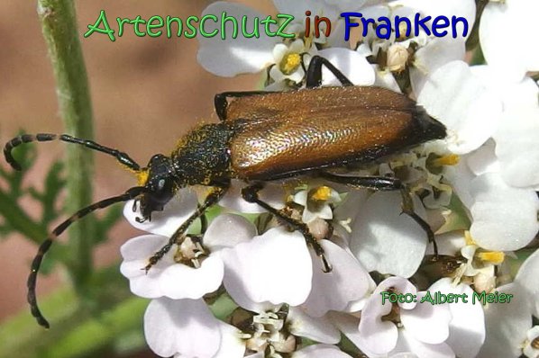 Copyright AiS Albert Meier Bild zum Eintrag (66746-160)