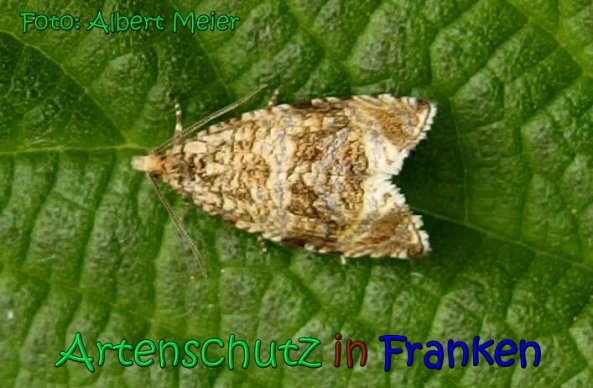 Copyright AiS Albert Meier Bild zum Eintrag (66803-160)