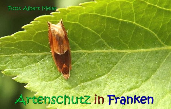 Copyright AiS Albert Meier Bild zum Eintrag (66815-160)